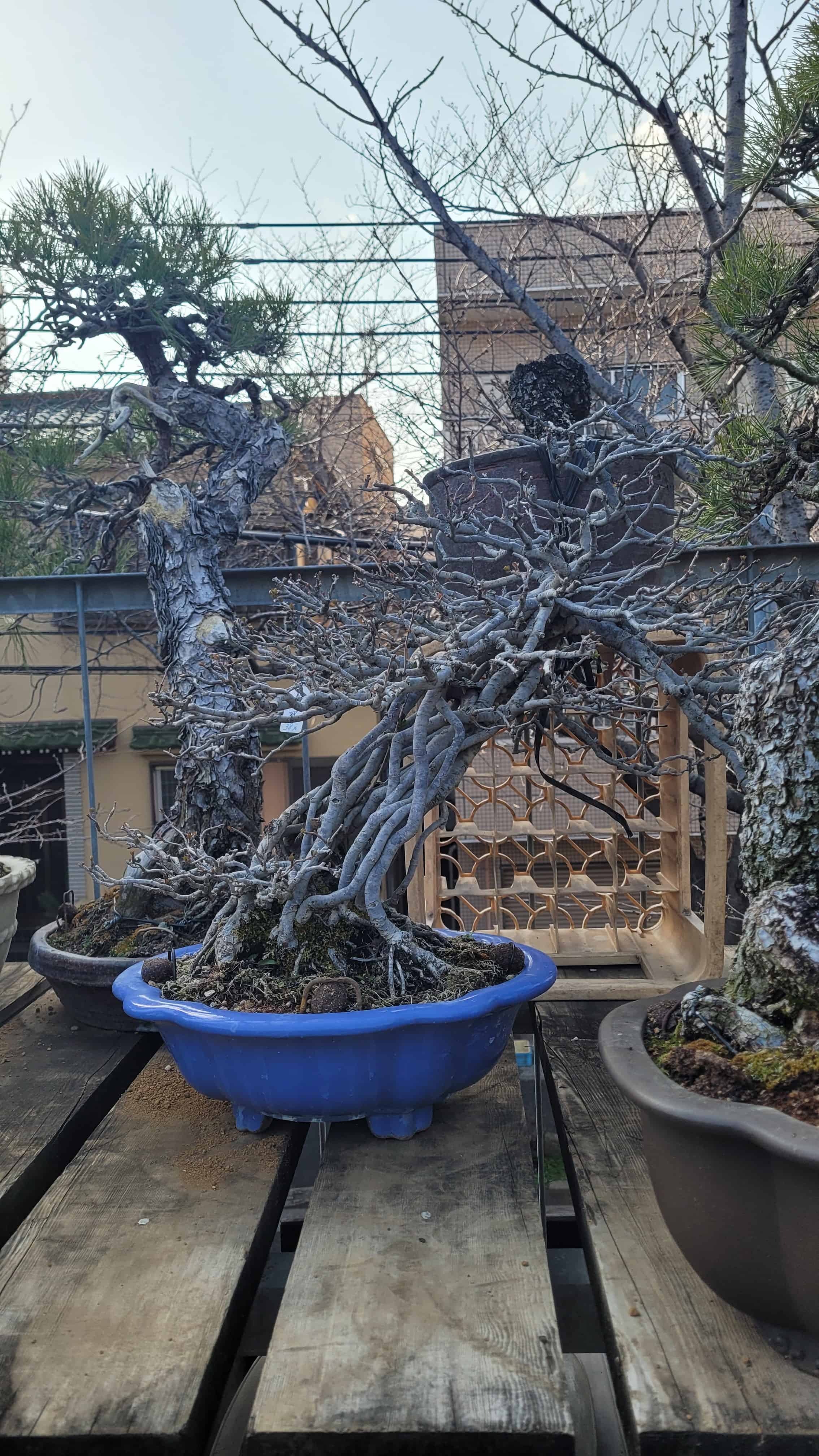 A ginko bonsai tree from kobayashi in Japan